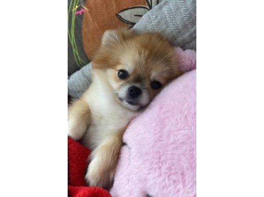 Saf Pomeranian Boo Güzel Yavrumuz 