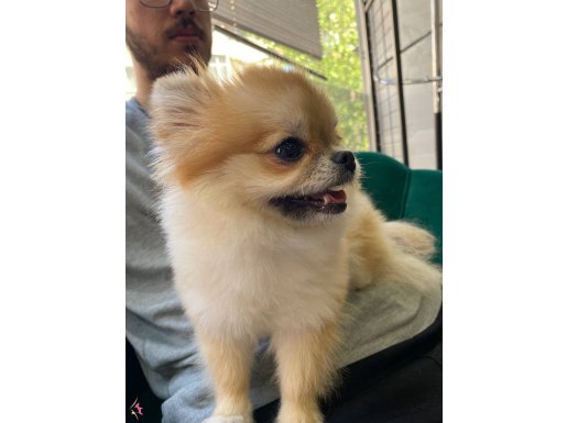 Safkan Uysal Dişi Pomeranian Boo Yavrumuz Tuvalet Eğitim Var