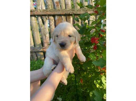 Baby Face Golden Retriever Yavrular
