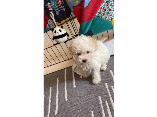 Toy Poodle 2 aylık çok sevimli 