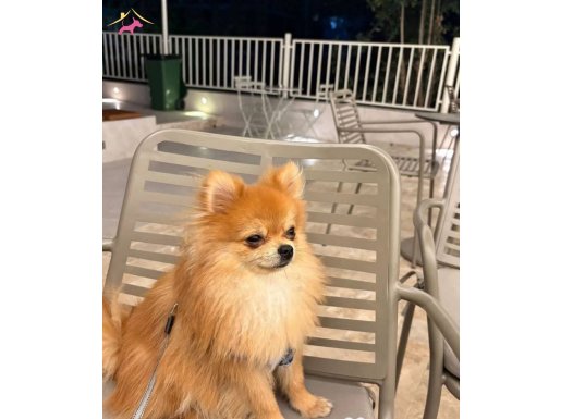 Pomeranian boo 9 aylık erkek tuvalet eğitimi vardir 
