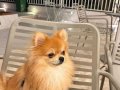 Pomeranian boo 9 aylık erkek tuvalet eğitimi vardir 