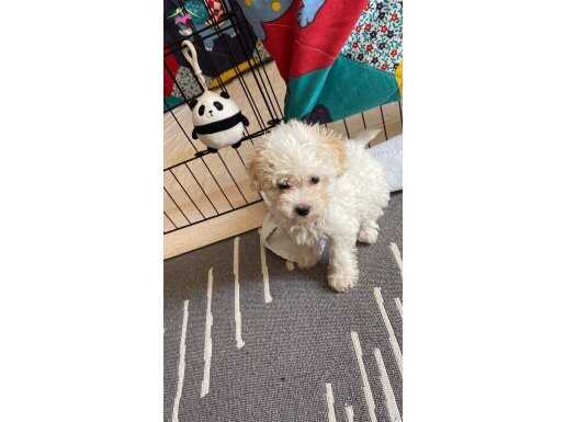 Sağlıklı oyuncu Poodle