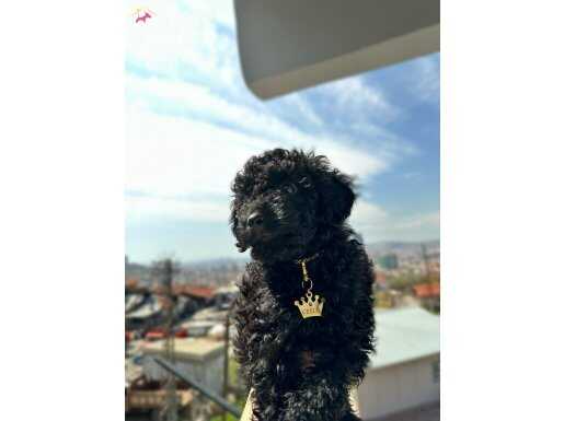 Poodle yavru