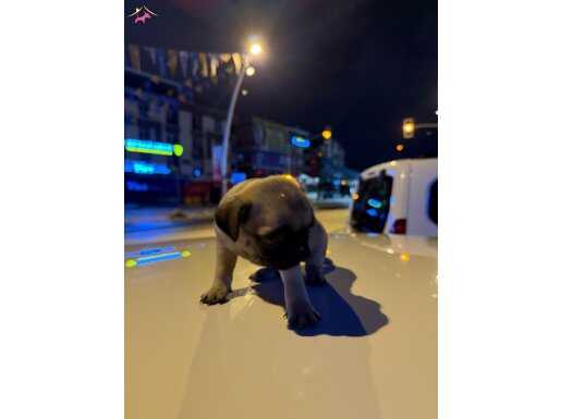 Gül Kuyruk Yavru Pug
