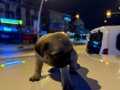 Gül Kuyruk Yavru Pug