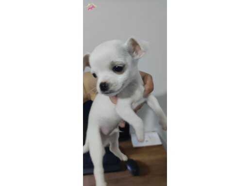 Teacup karbeyazı chihuahua