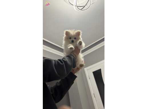 Pomeranian spitz dişi 