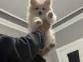 Pomeranian spitz dişi 