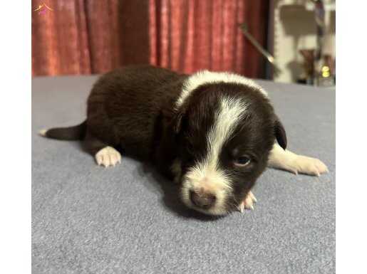 Kaliteli border collie yavruları 