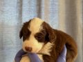 Border Collie Aşkı
