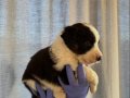 Border Collie Aşkı