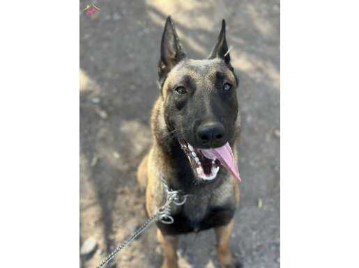 1 yaşında malinois