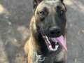 1 yaşında malinois