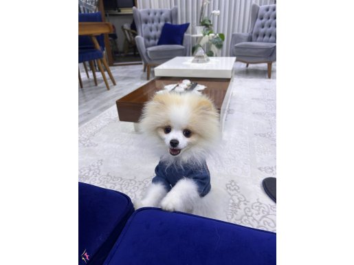 5 Aylık Yavru Pomeranian WC Eğitimli