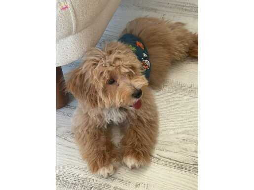 Maltipoo erkek yavru 