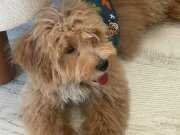 Maltipoo erkek yavru 