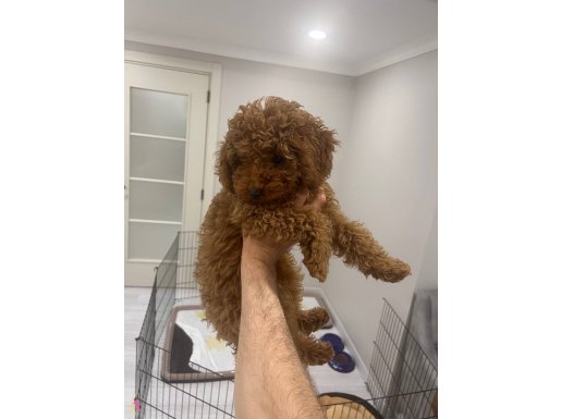 3 AYLIK ERKEK TOY POODLE