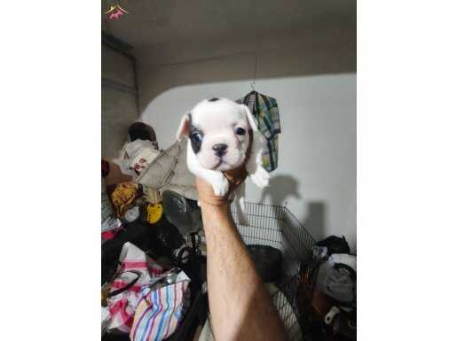 FRENCH BULLDOG YAVRULAR 