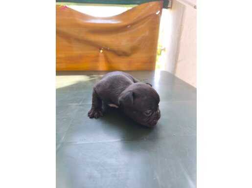 Orjinal French Bulldog Yavrular 