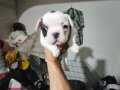 FRENCH BULLDOG YAVRULAR 