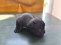 Orjinal French Bulldog Yavrular 