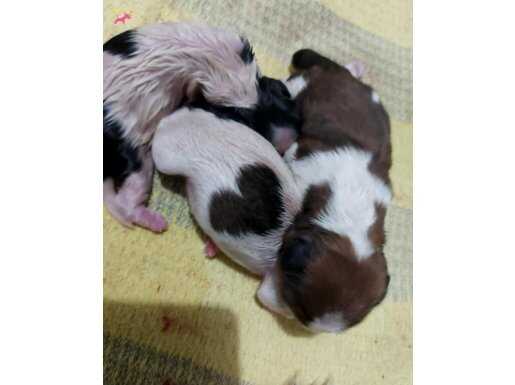 Oda ortamında büyüyen insana alışık Shihtzu Bebekler 