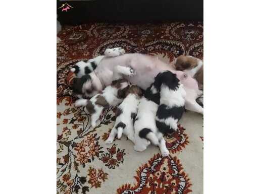 Ev ortamında büyüyen insana alışık shihtzu yavrular         