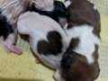 Oda ortamında büyüyen insana alışık Shihtzu Bebekler 