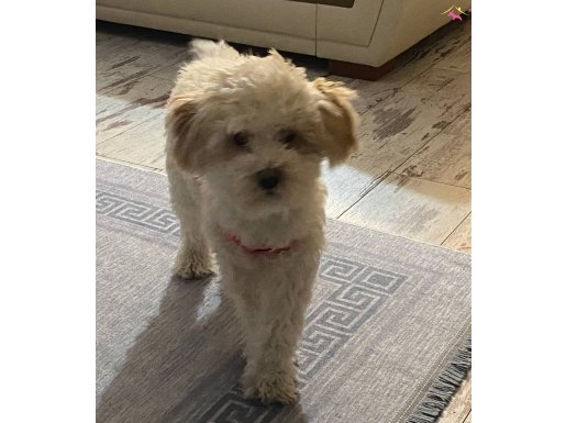 9Aylık Maltipoo