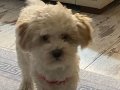 Maltipoo 9 aylık