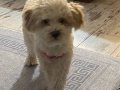 9Aylık Maltipoo