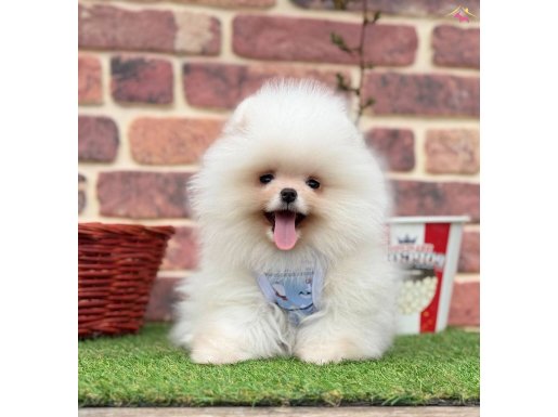 POMERIAN BOO AYICIK SURAT
