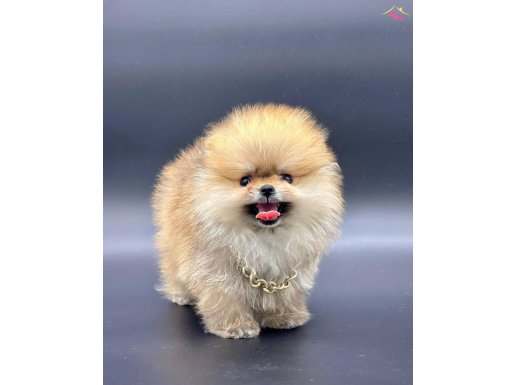 POMERANIAN BOO SURAT MINIK YAVRULAR