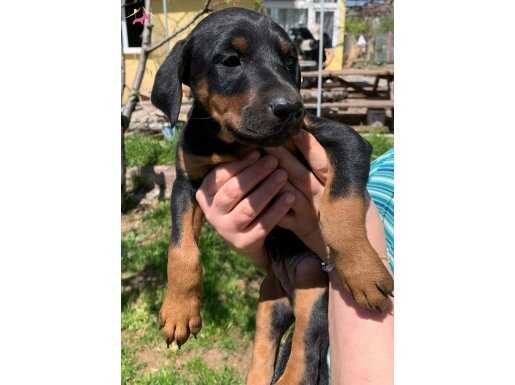 A Kalite Heykel Gibi Doberman Yavrular