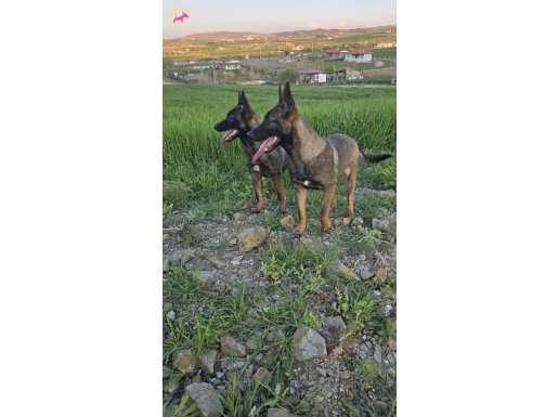 6 aylık olan Belçika merinos köpeğime bakacak yerimiz olmadj