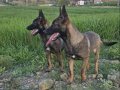 6 aylık olan Belçika merinos köpeğime bakacak yerimiz olmadj