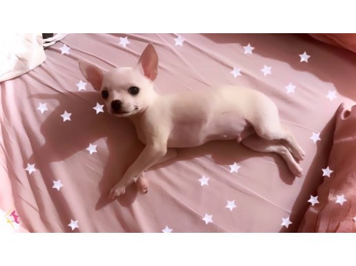 6 aylik chihuahua yavru
