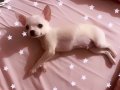 6 aylik chihuahua yavru