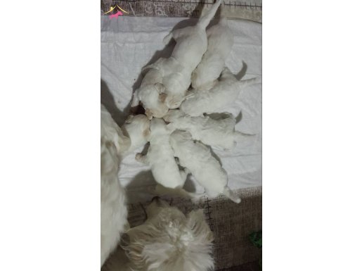 1,5 aylık 8 safkan Malta Malteser terrier yavrularım 