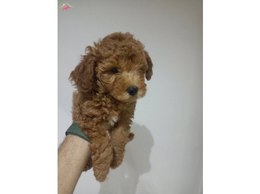 Poodle ve teacup maltipo