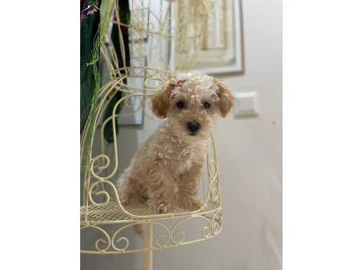 Maltipo - Poodle yavrular
