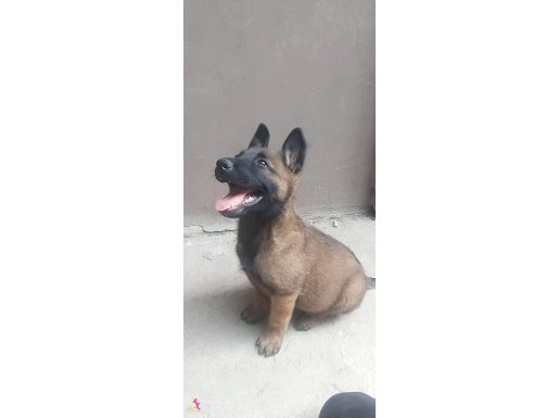 Aşısı var 15 kilo yanında mama ile birlikte satılıktır