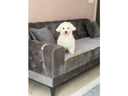 Maltese Simba