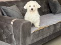 Maltese Simba