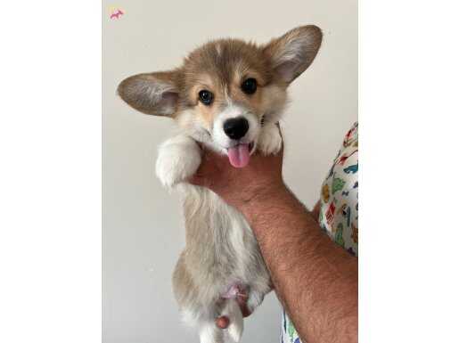 Wels Corgi Pembroke 