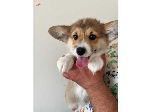 Wels corgi pembroke 