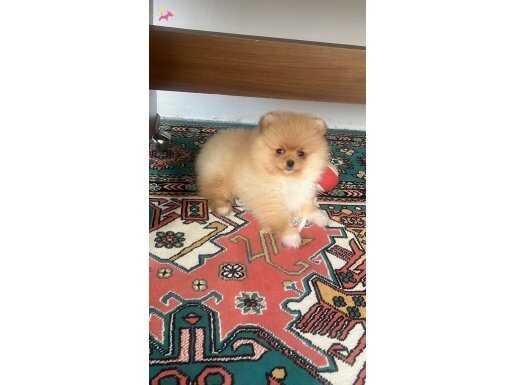 pomeranian boo