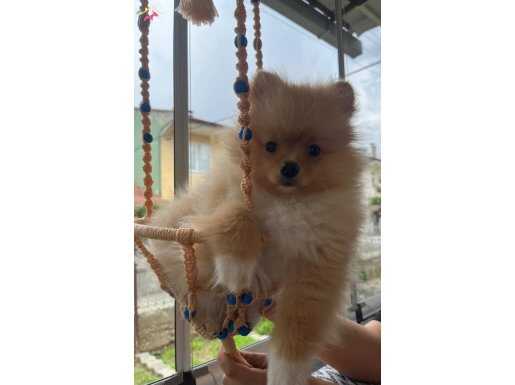 POMERANİAN BOO