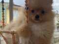 POMERANİAN BOO